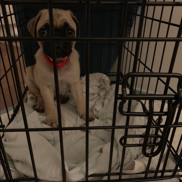 Size XS dog create! Great for a small dog. Barley used, great condition - Picture 3 of 3